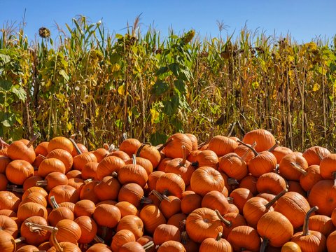 Pumpkins & cornstalks
